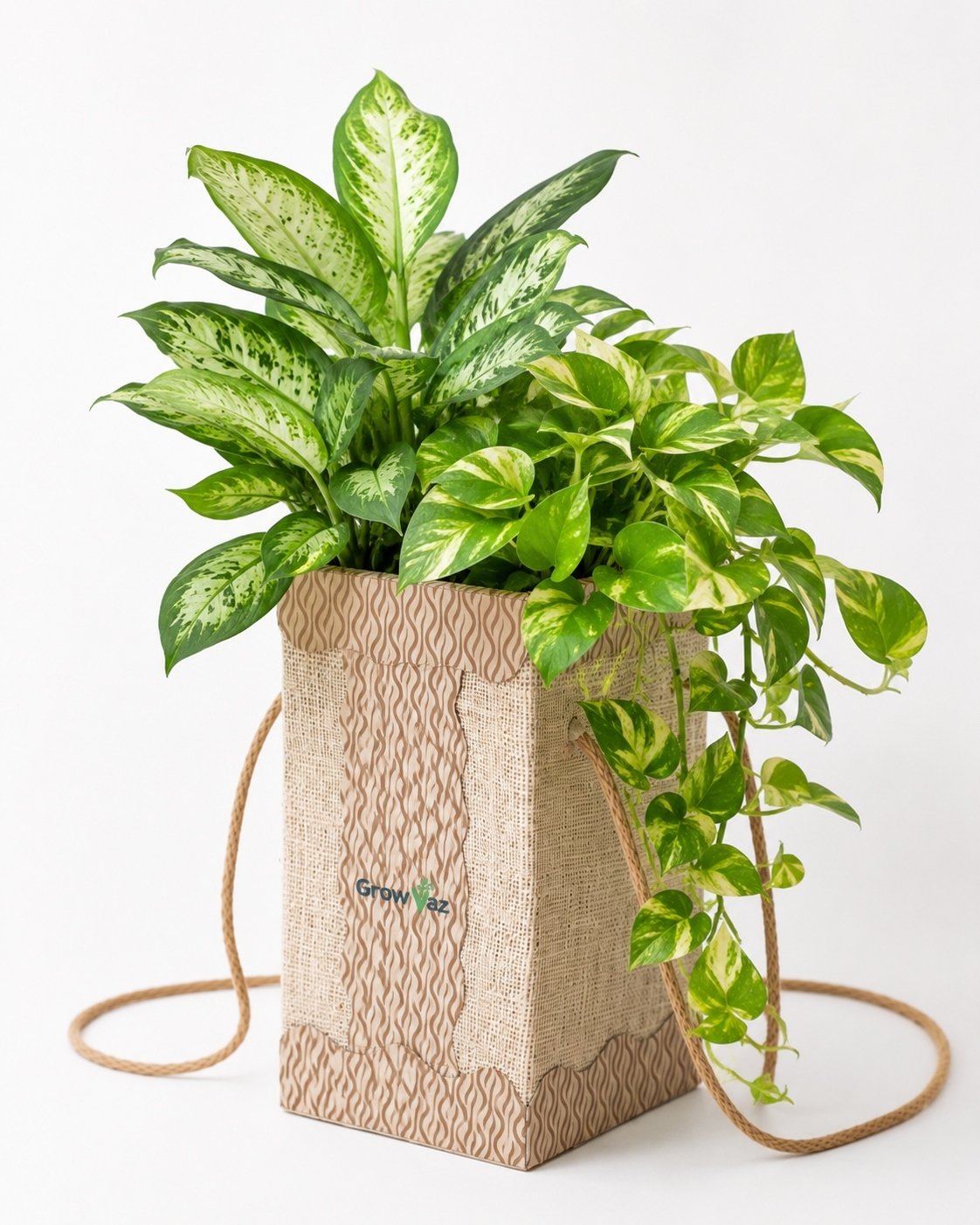 Hydroponic greens